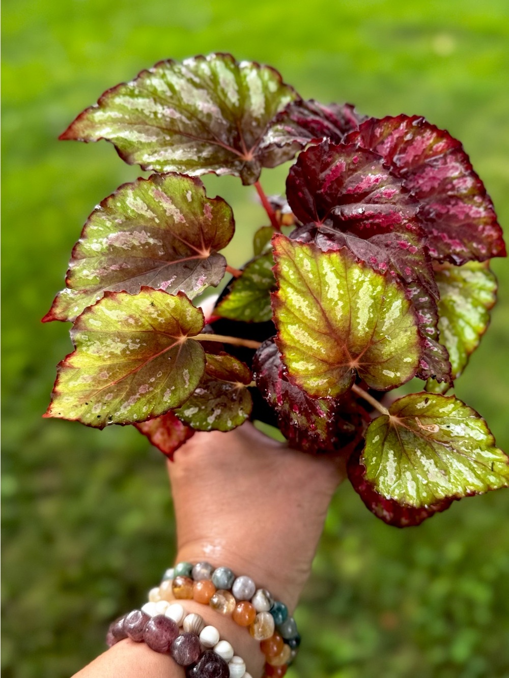 Begonia Plant in Green and Red (Red Rex)